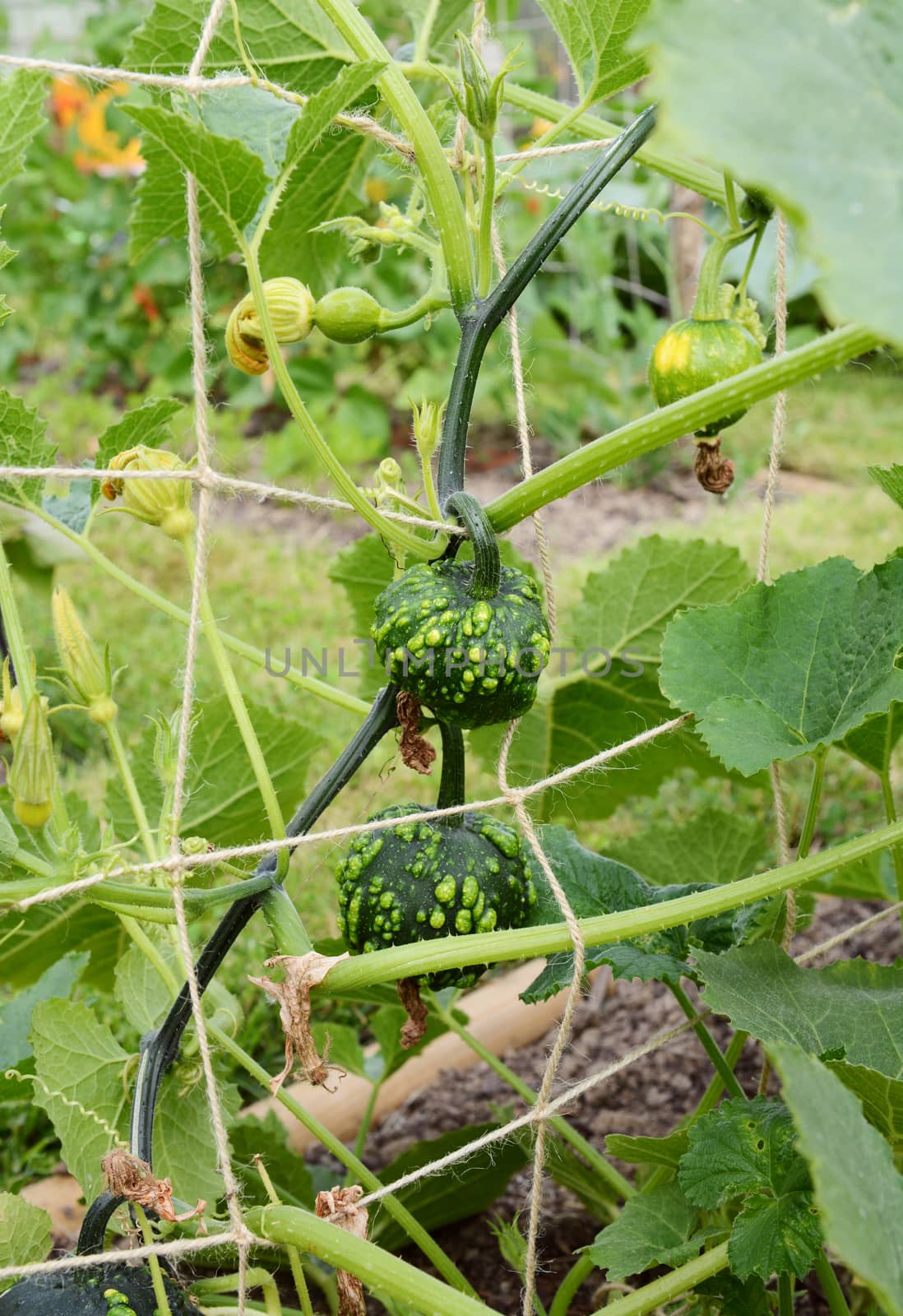 Dark green warted ornamental gourds grow on spiky vines, hanging from twine trellis in a rural allotment garden