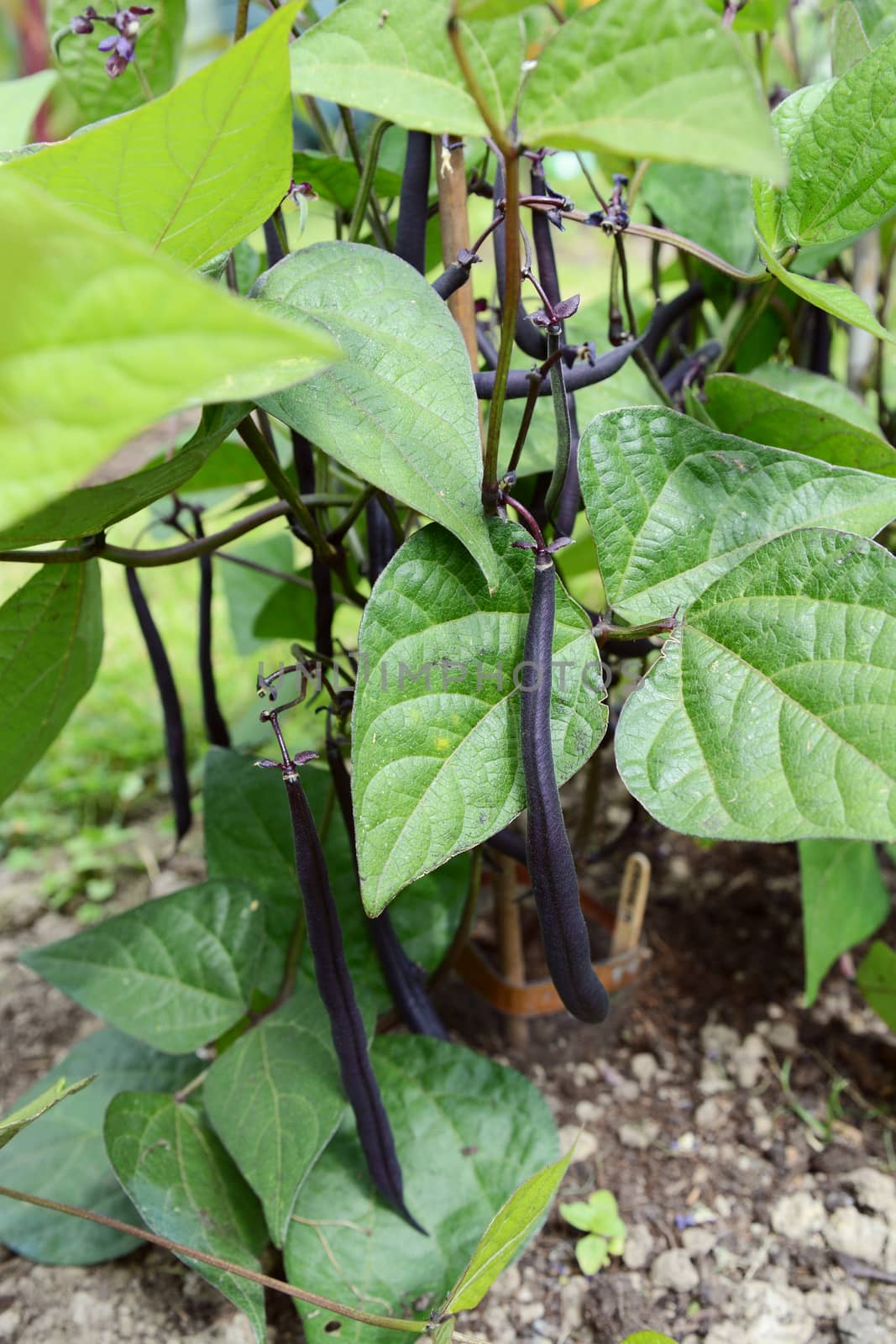 Dark purple French beans grow on dwarf plants, the bean pods hanging among green leaves