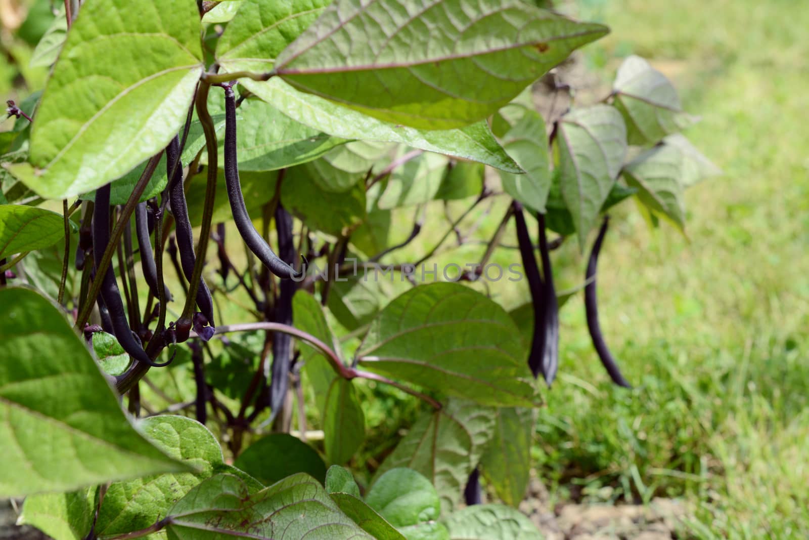 Dark purple French bean pod in selective focus among lush green leaves and hanging beans