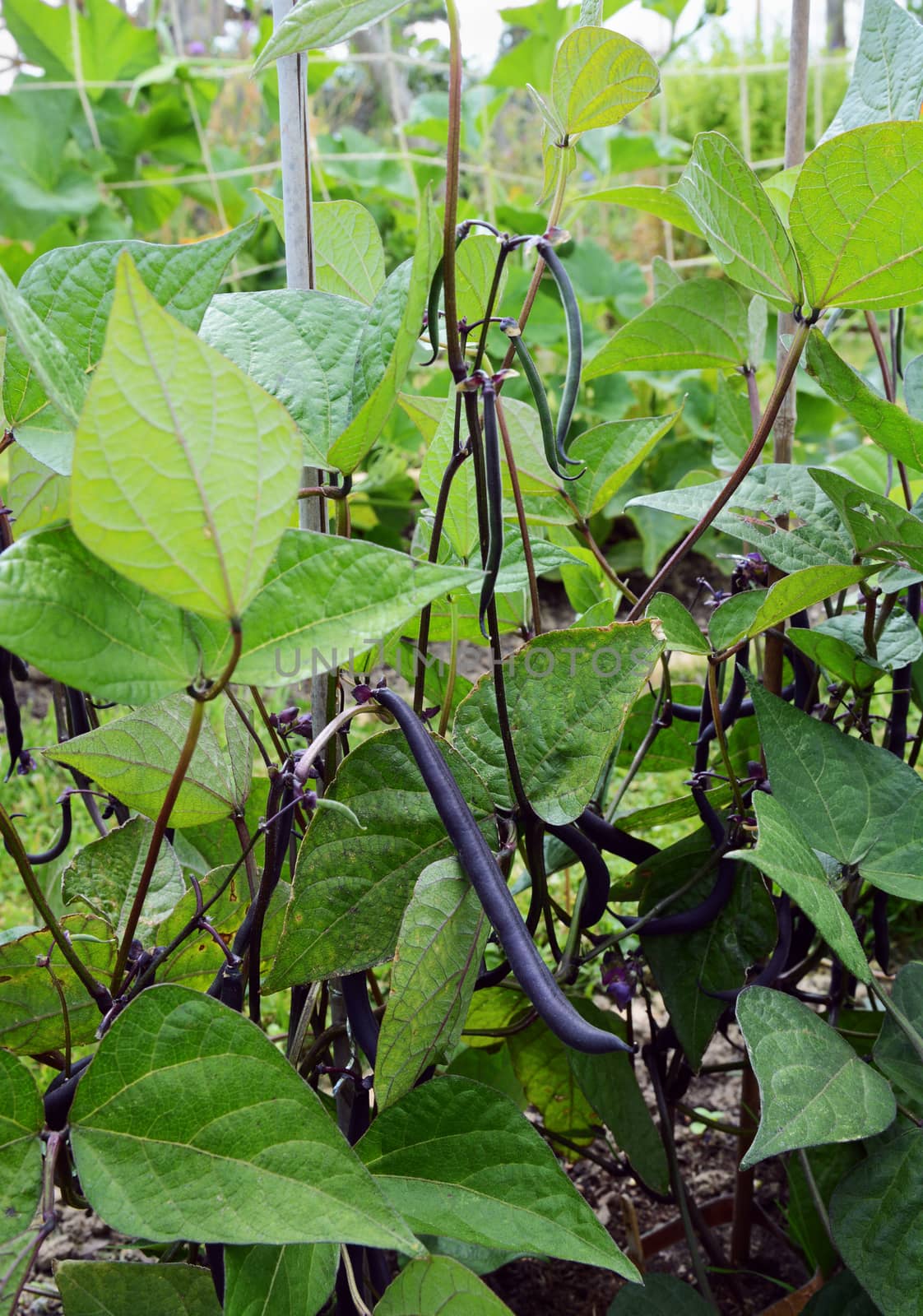 Dwarf French beans with dark purple pods grow on bushy green plants in an allotment garden