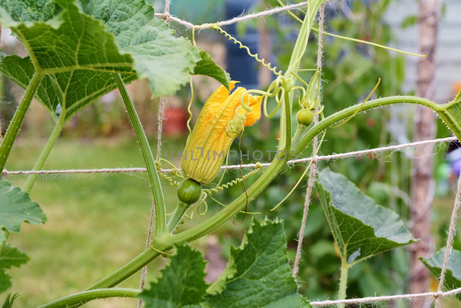 Female ornamental gourd flowers grow on the vine, climbing twine netting for support in a vegetable garden