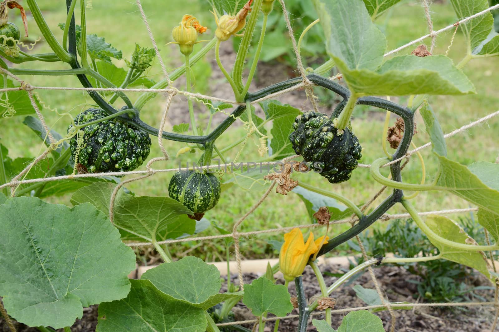 Warted dark green ornamental gourds growing on spiky vines by sarahdoow