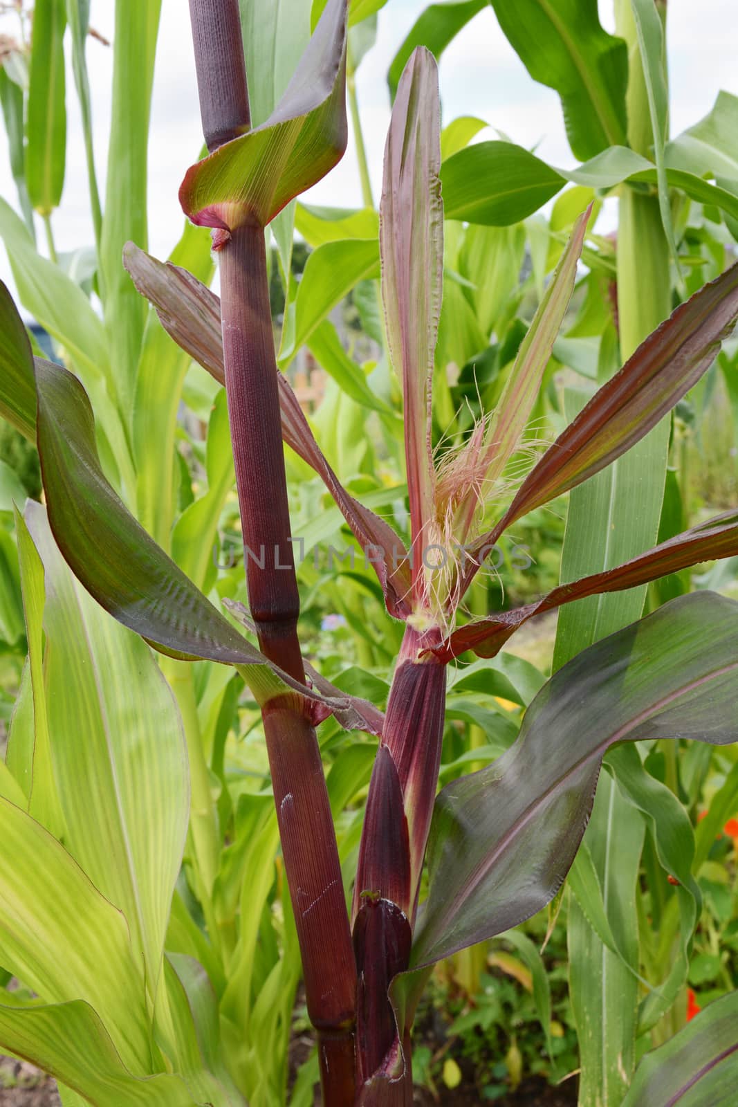 Corn cob with a silk grows on a deep red Fiesta sweetcorn plant in an allotment - Indian corn