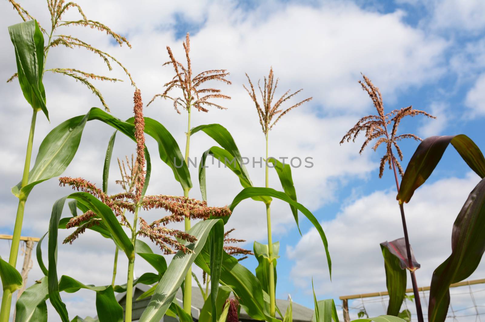 Pollen on a sweetcorn tassel in selective focus, with taller maize plants growing beyond, tassels against a cloudy summer sky