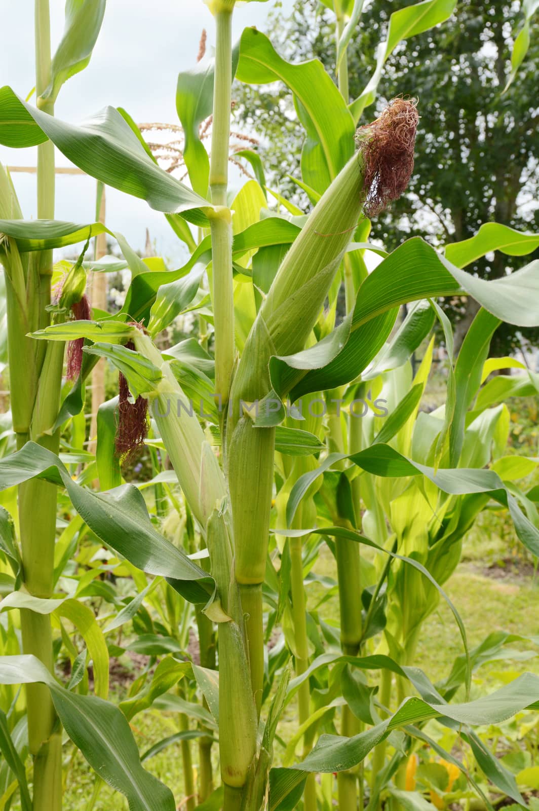 Fat sweetcorn cobs grow on Fiesta maize plants, with dark pollinated silks