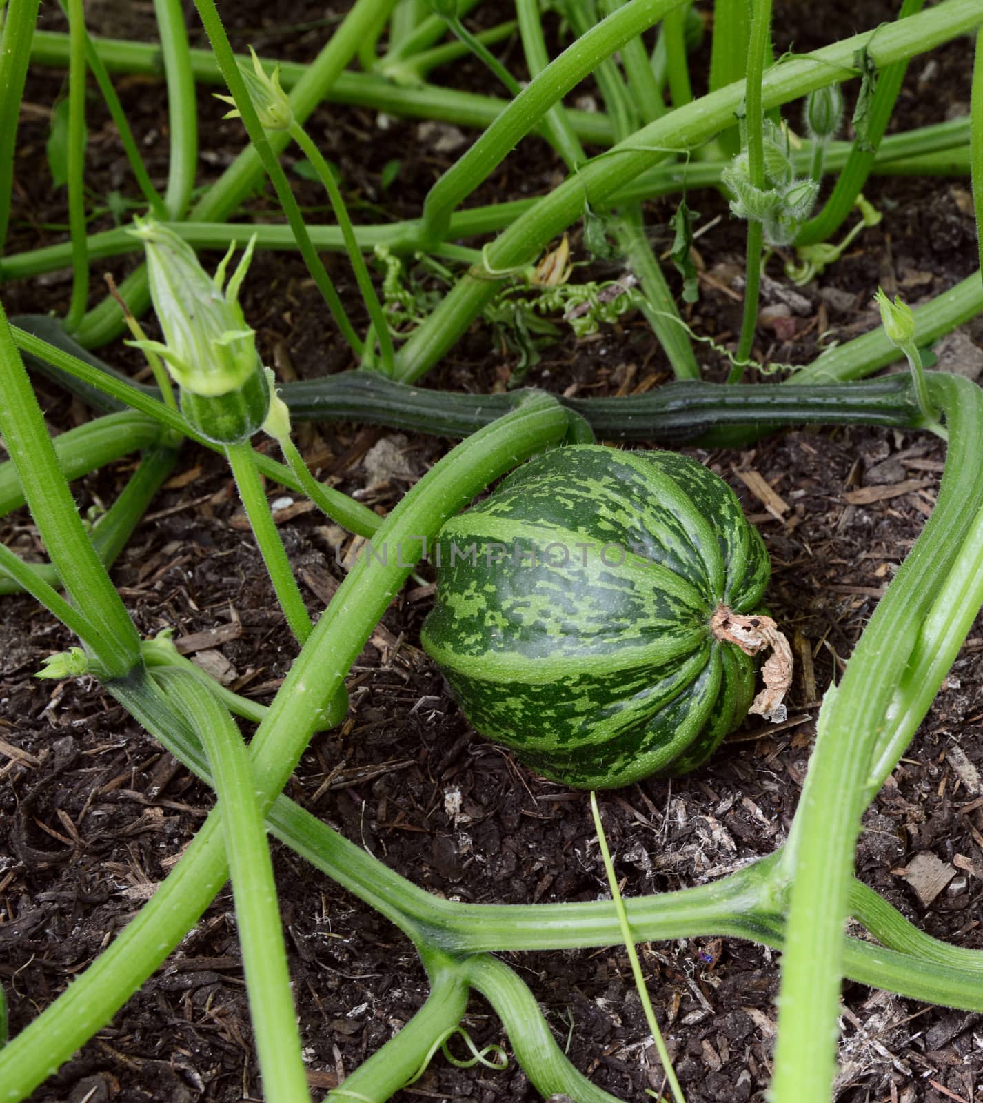 Dark green striped ornamental gourds among spiky vines by sarahdoow