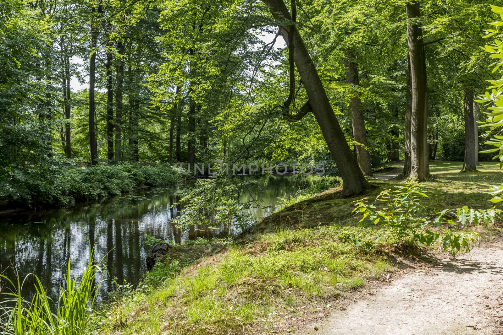 big english garden with green grass and path for walking with a small river crossing