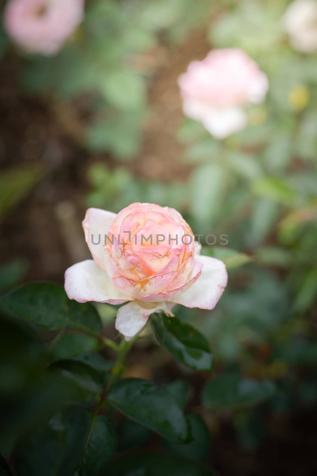 Roses in the garden  by teerawit