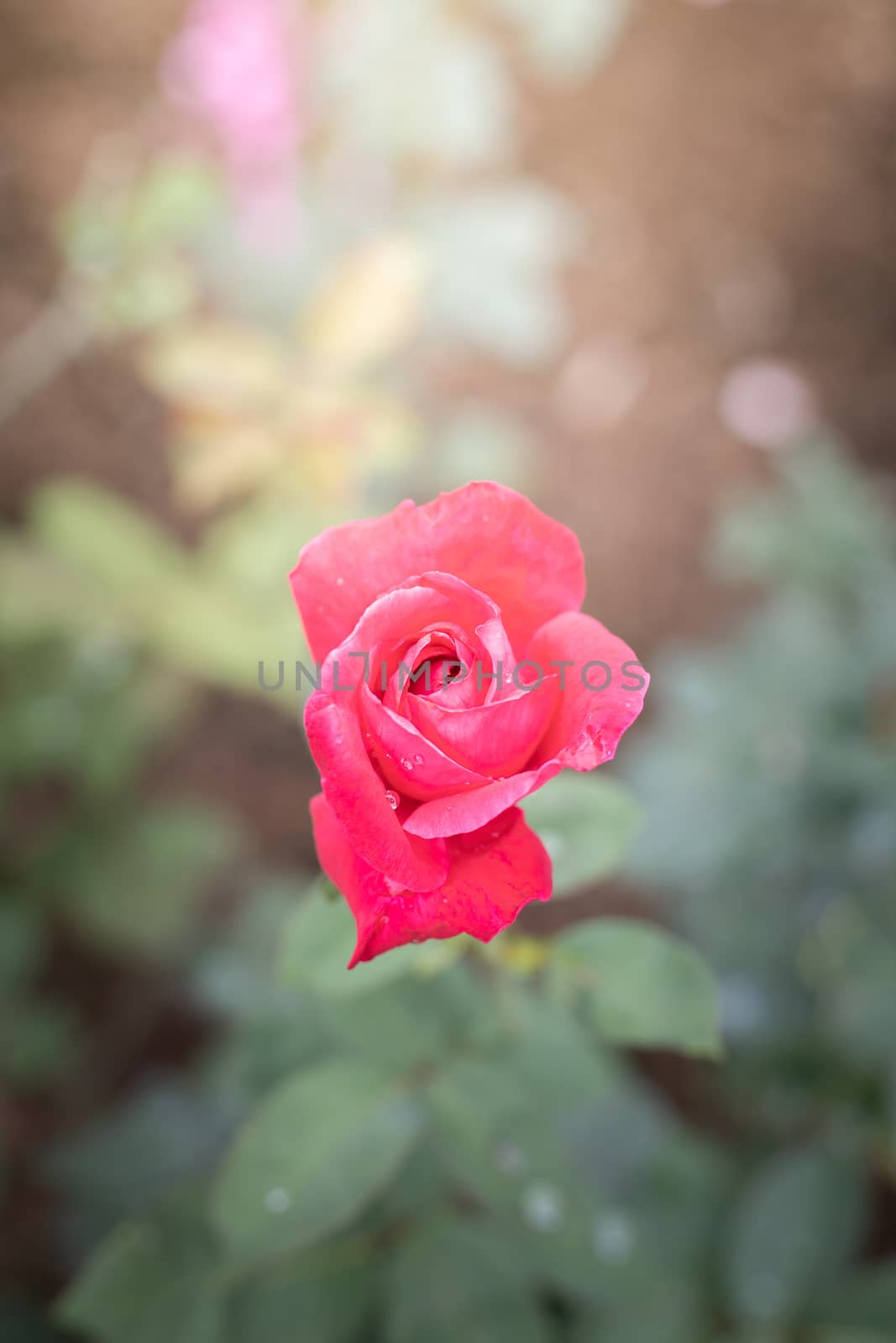 Roses in the garden  by teerawit