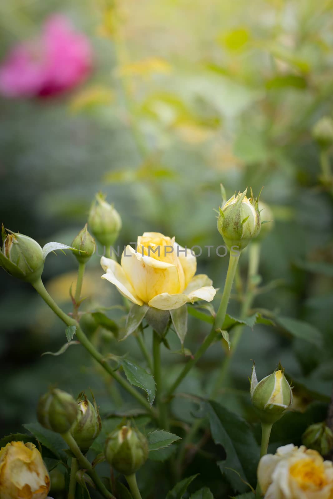 Roses in the garden, Roses are beautiful with a beautiful sunny day.