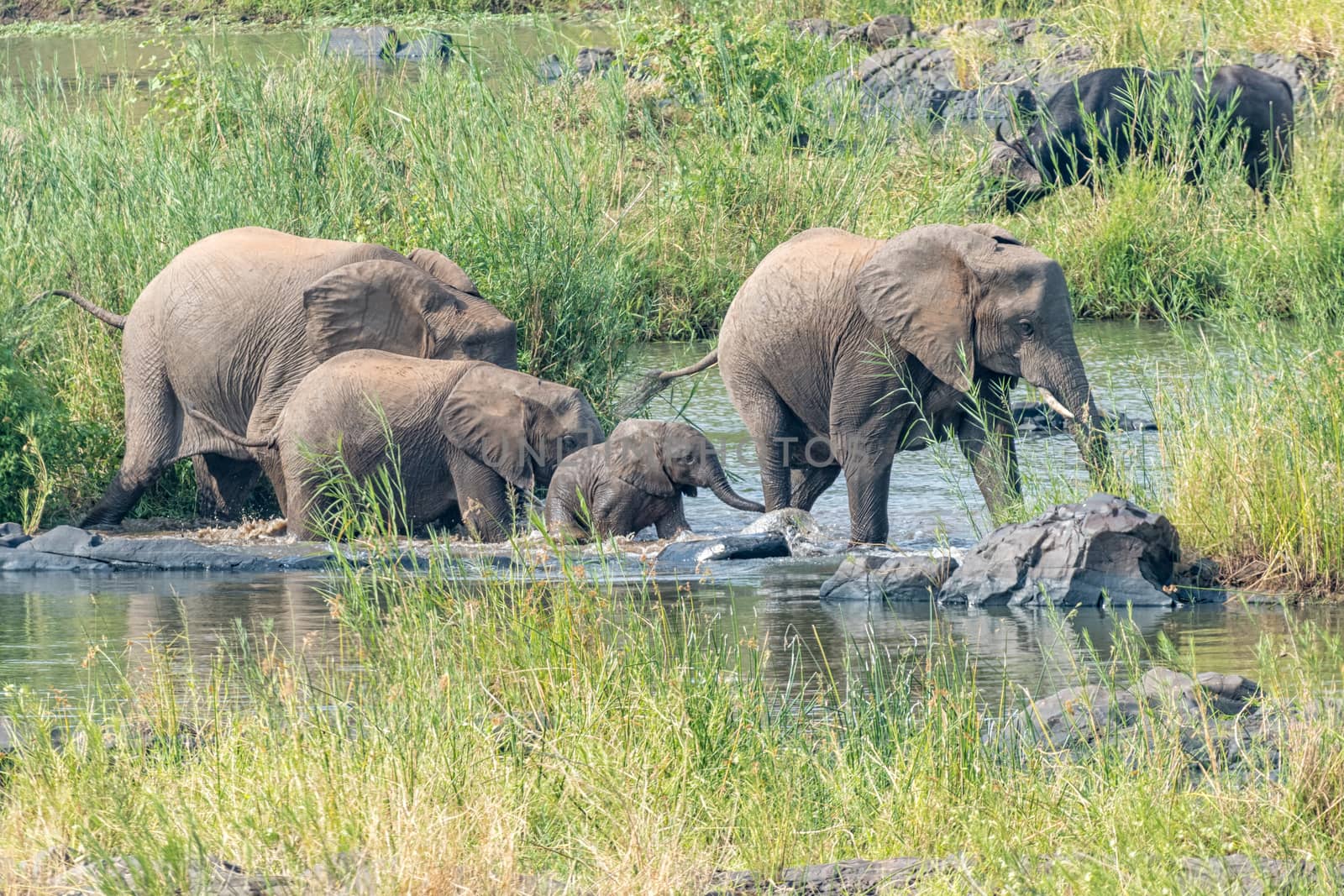 Four african elephants, including a small one, walking through the Olifants River