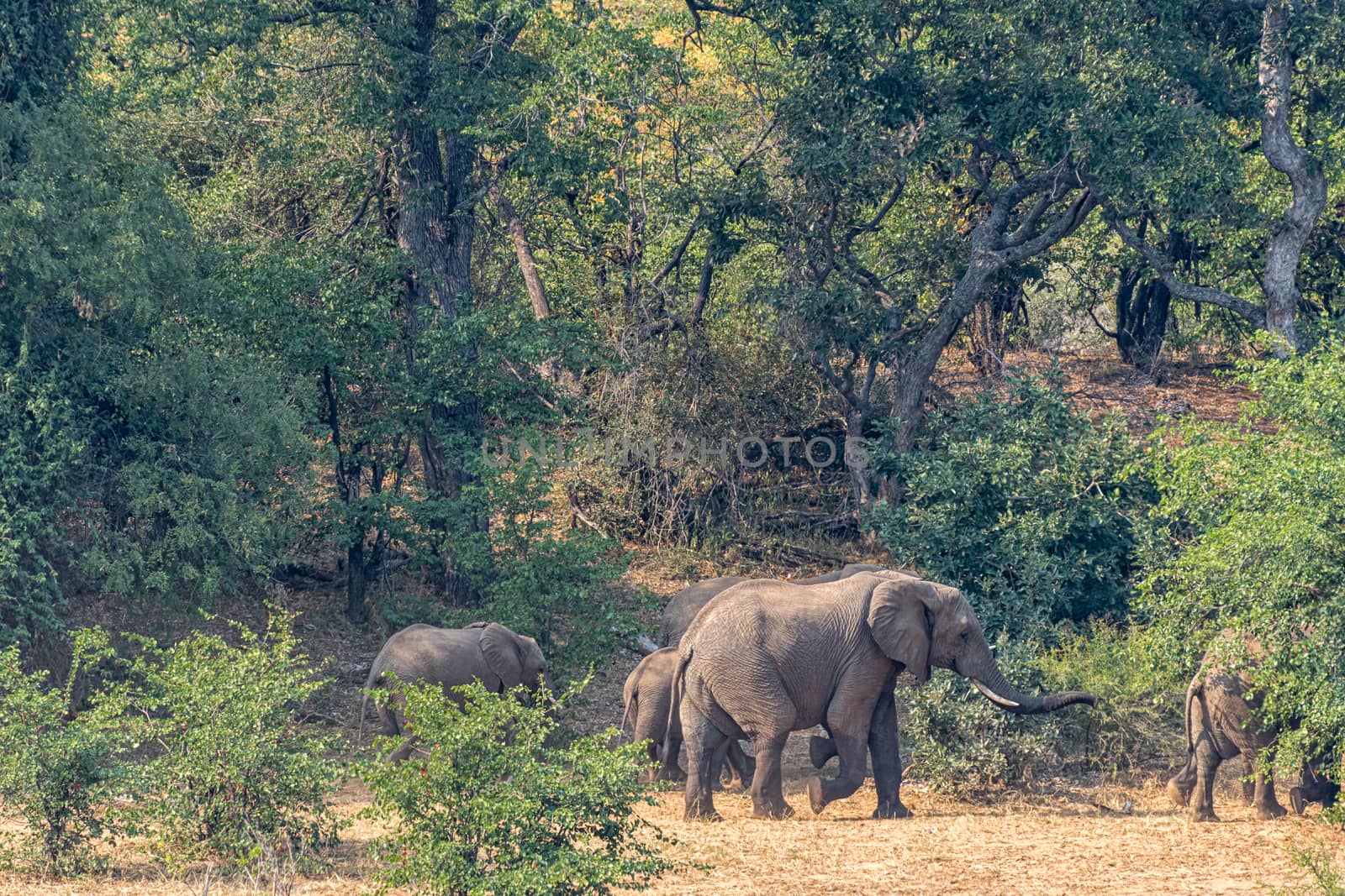 An elephant herd walking in a dry river bed