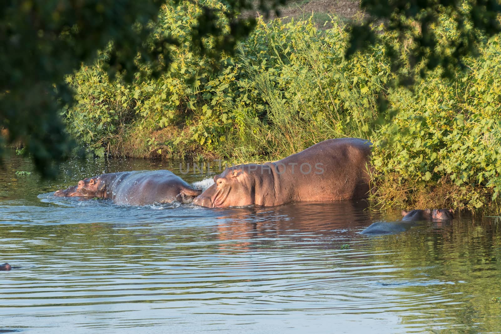 Several hippos, Hippopotamus amphibius, are visible in a river