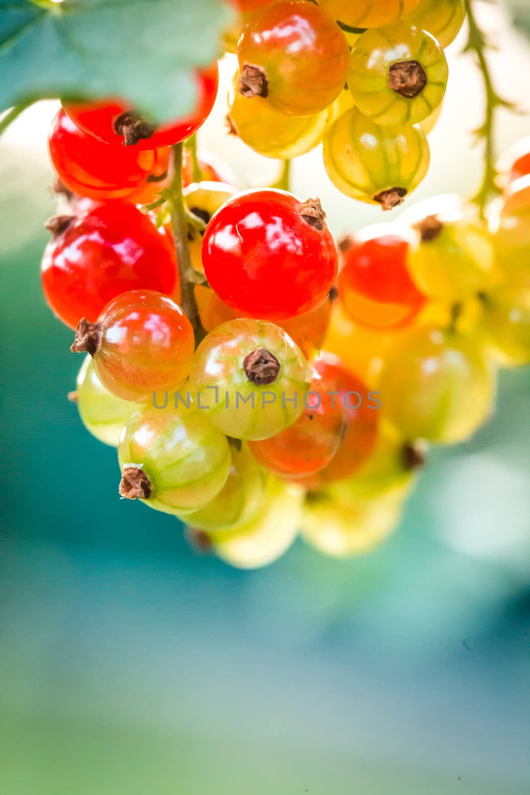 Berries of currant on bush, ripe and unripe red currant.