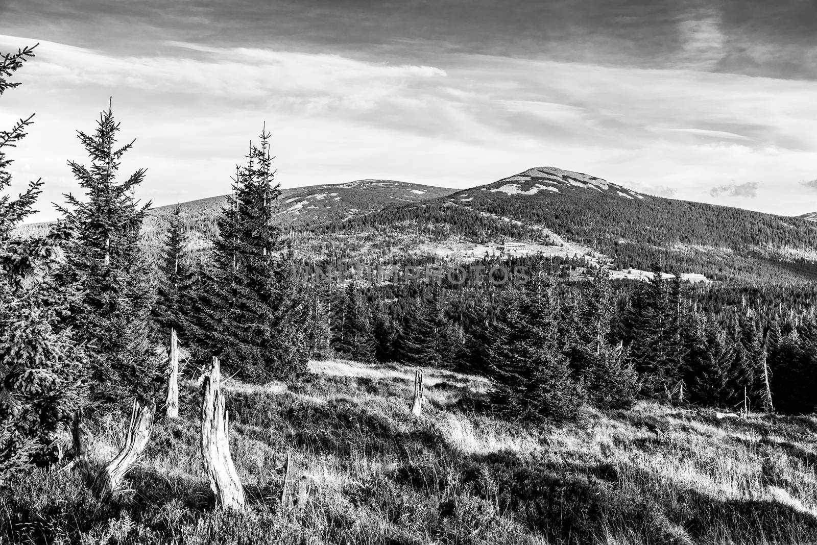 Green forest landscape with Maly Sisak Mountain and mountain huts, Giant Mountains, Krkonose, Czech Republic. Black and white image.
