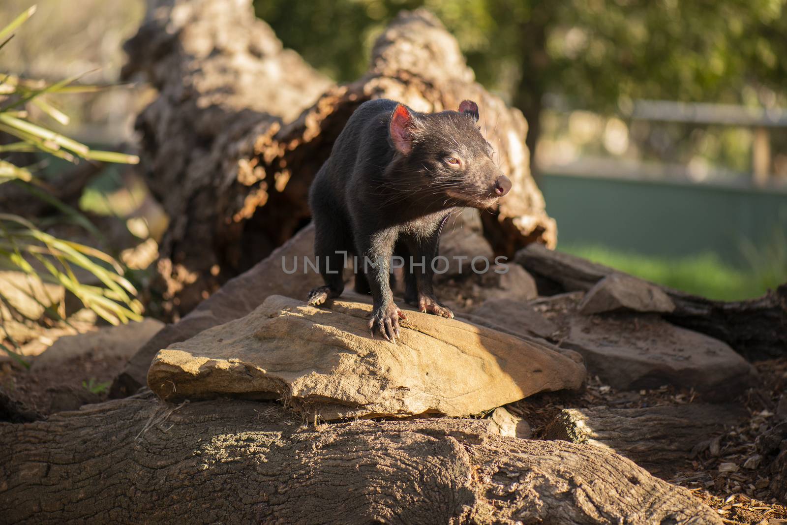 Tasmanian Devil outside during the day in Hobart, Tasmania.