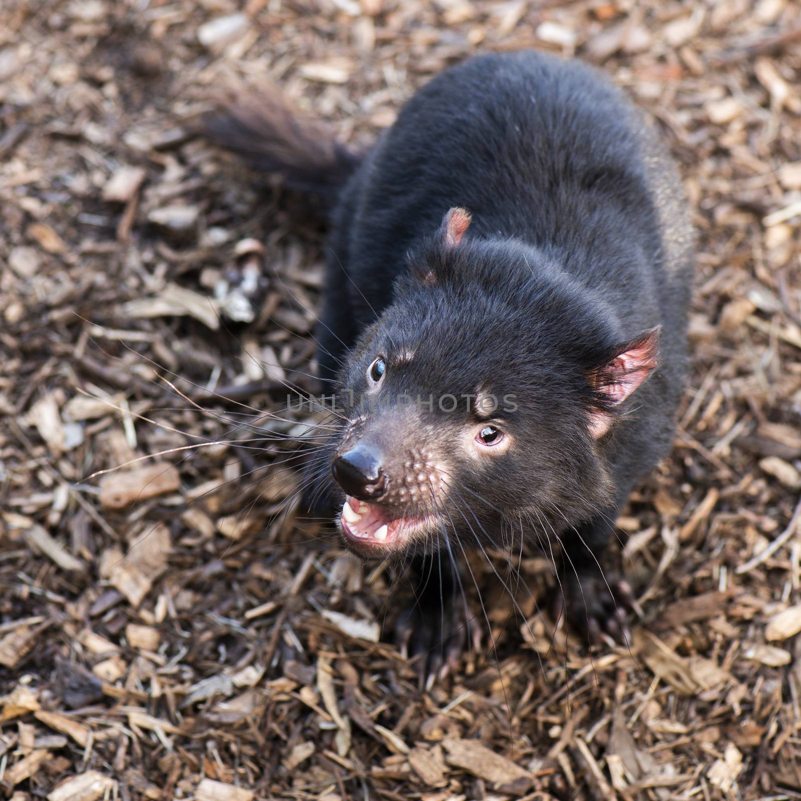 Tasmanian Devil outside during the day in Tasmania. by artistrobd