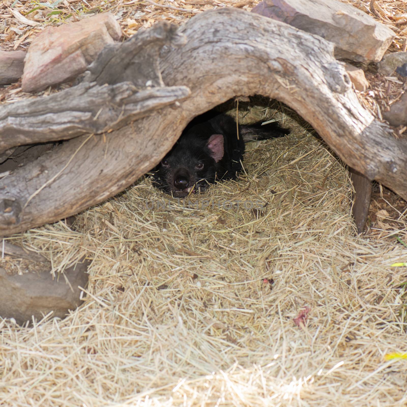 Tasmanian Devil outside during the day in Tasmania. by artistrobd