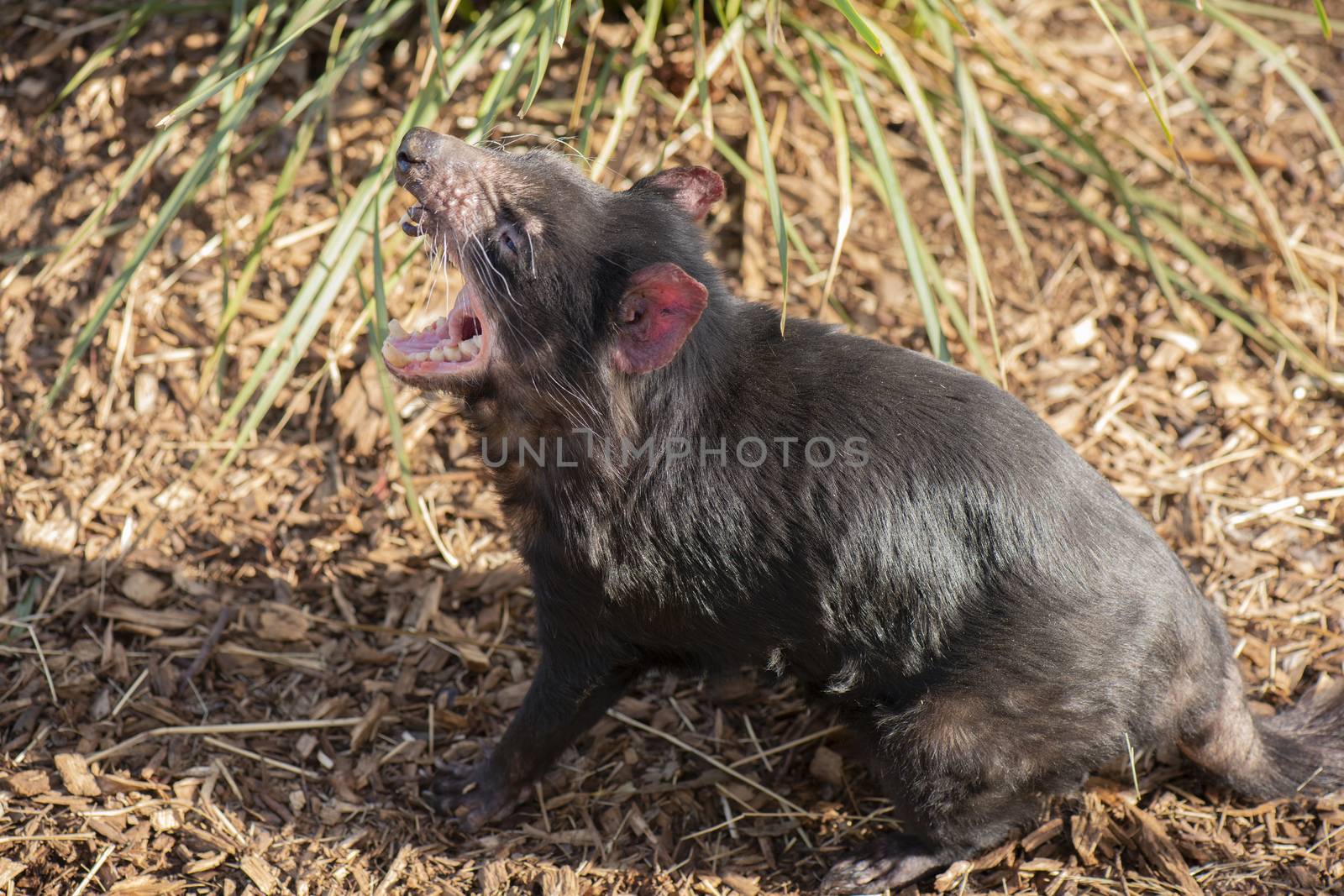 Tasmanian Devil outside during the day in Tasmania. by artistrobd