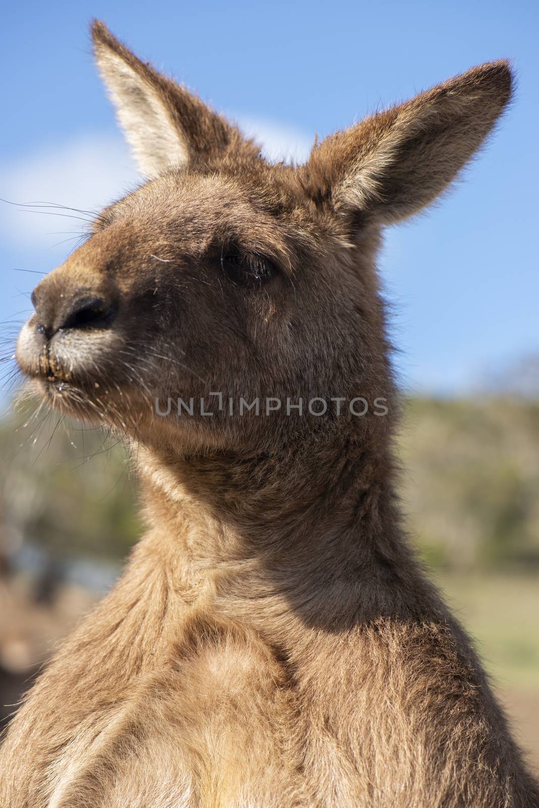 Australian kangaroo outdoors during the day time.