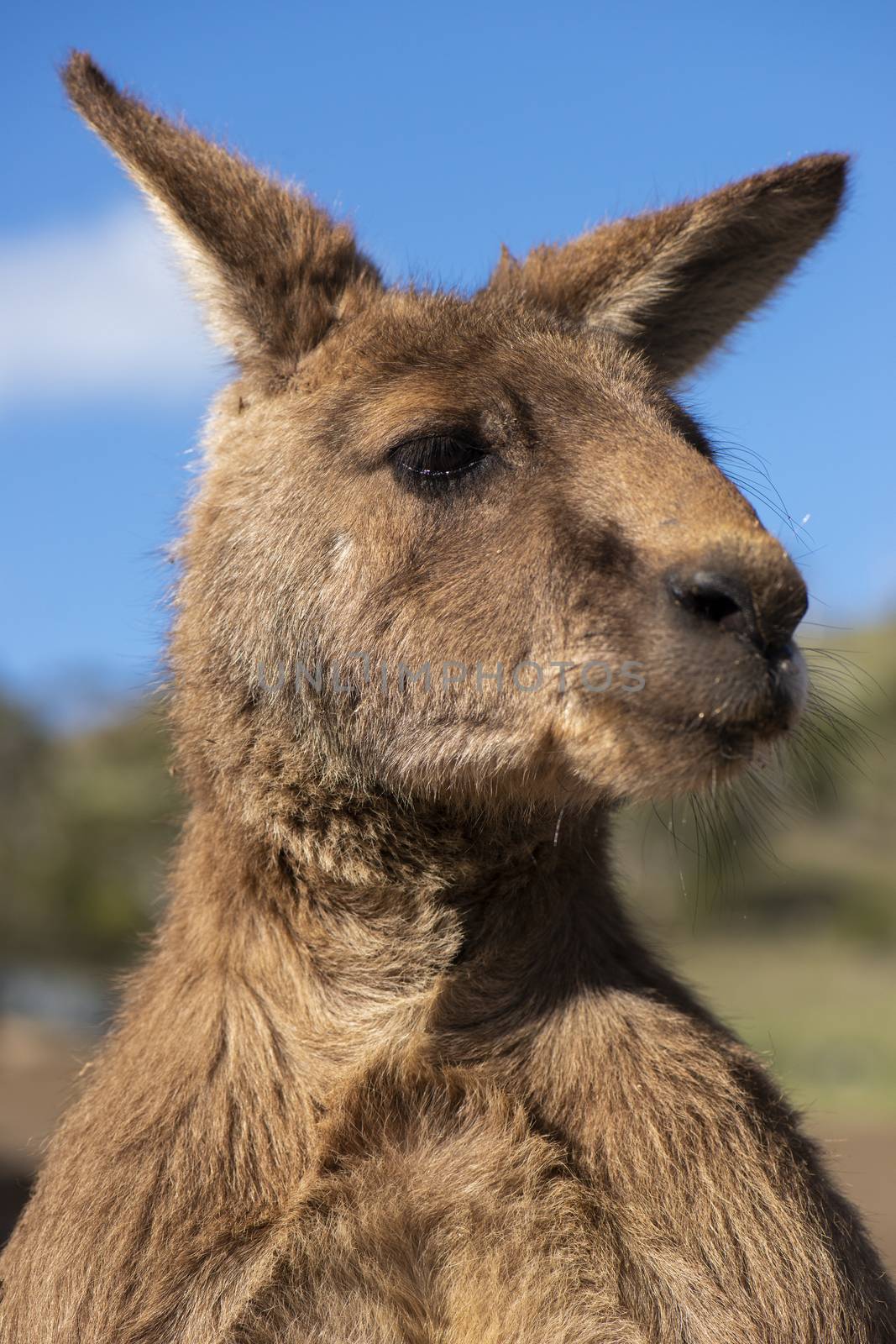 Australian kangaroo outdoors during the day time.