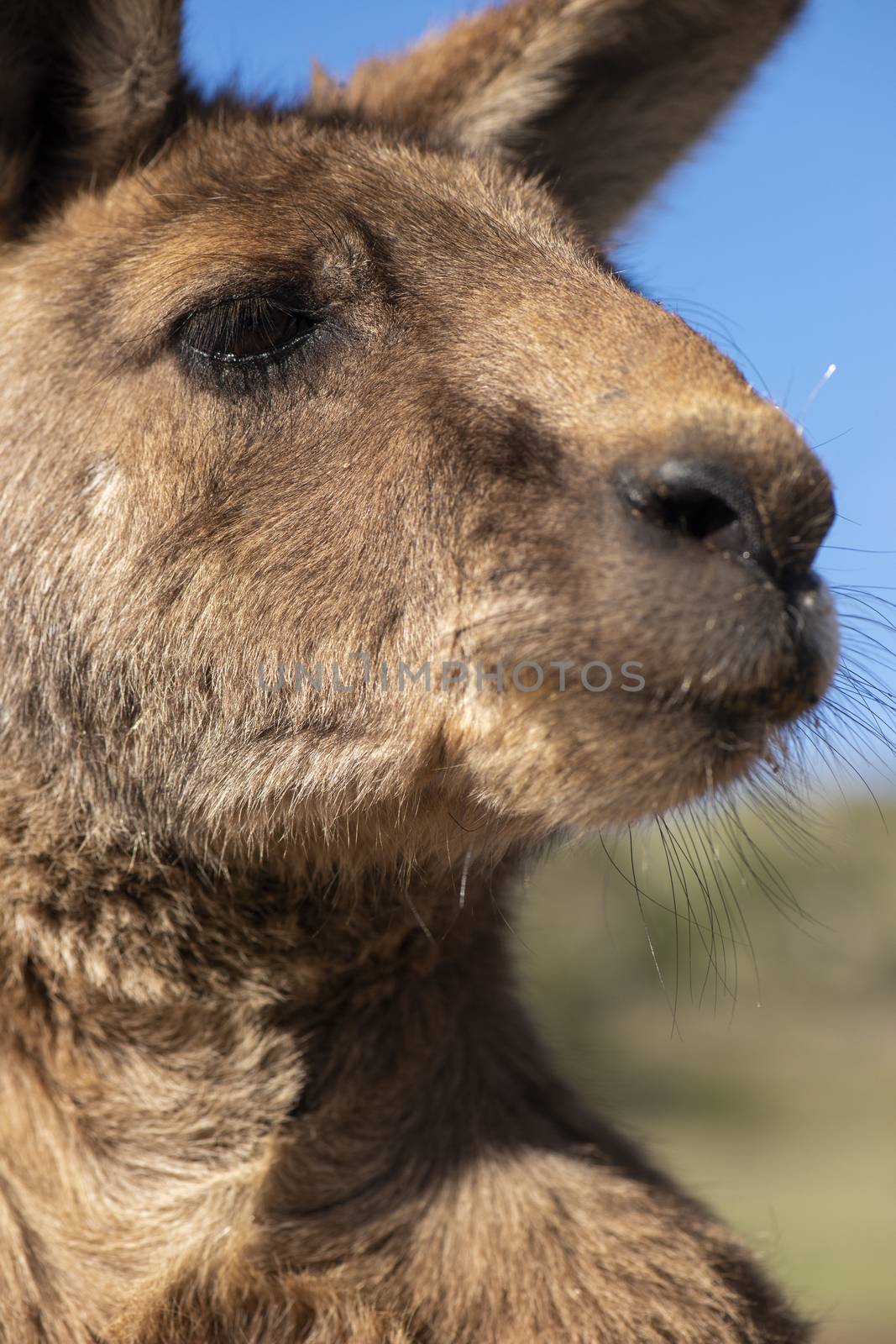 Australian kangaroo outdoors during the day time.