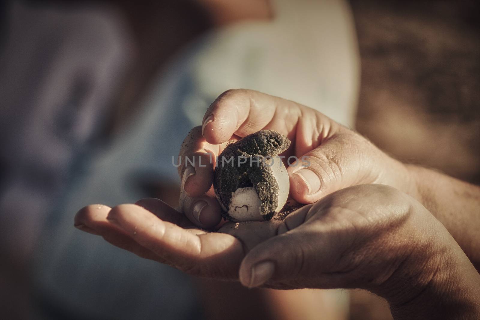 Sea turtle hatching from the shell at dawn while holding it in the hands