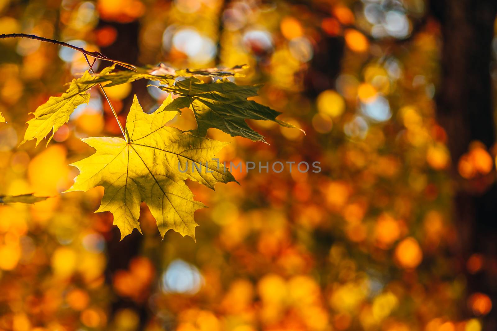 Yellow maple foliage on a forest background