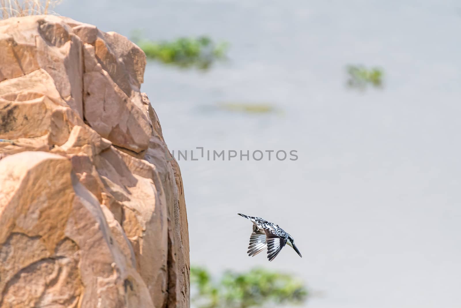 A pied kingfisher, Ceryle rudis, diving from a rock above the Letaba River