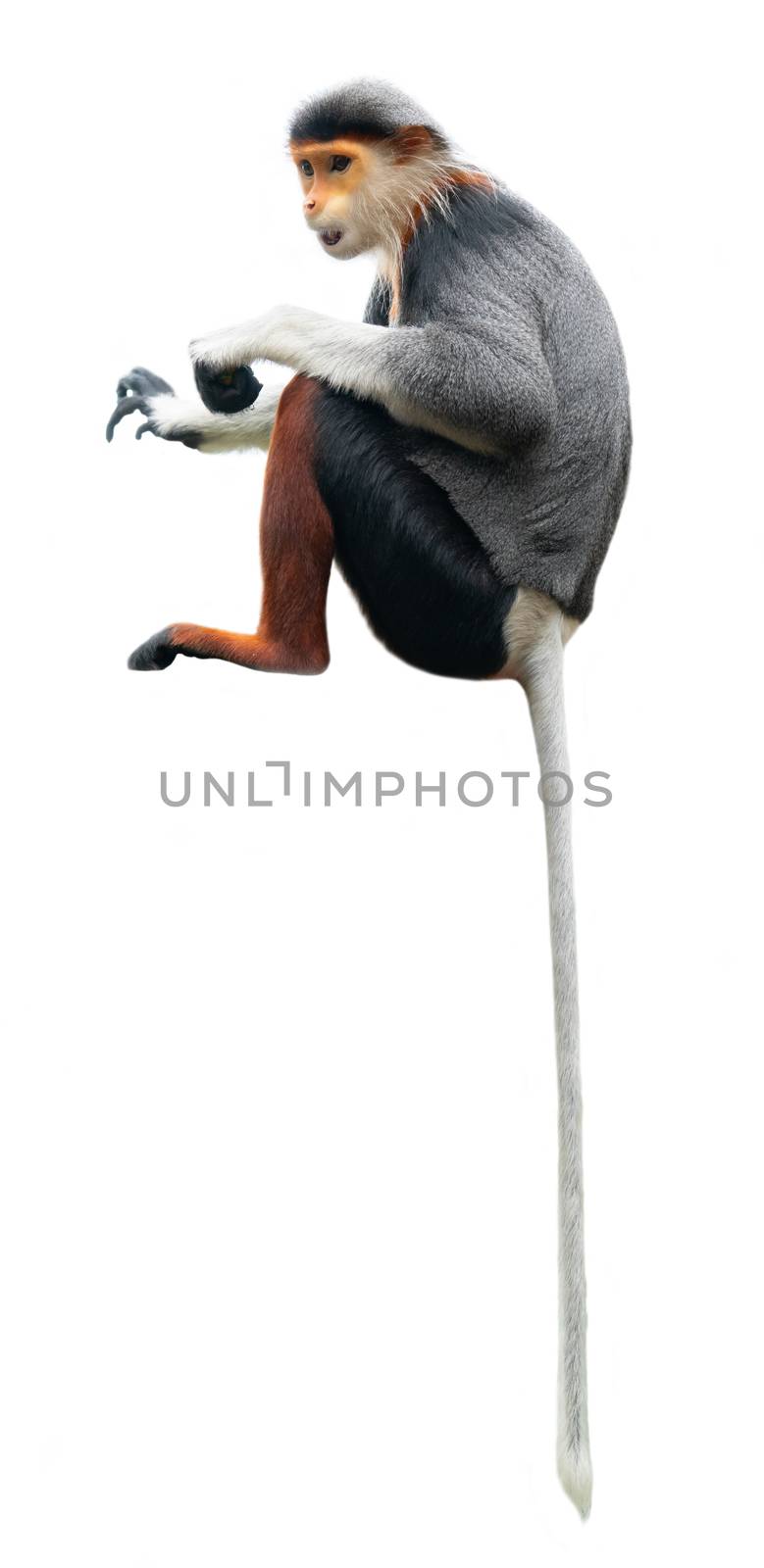 red shanked Douc Langur (Pygathrix nemaeus) isolated on white background