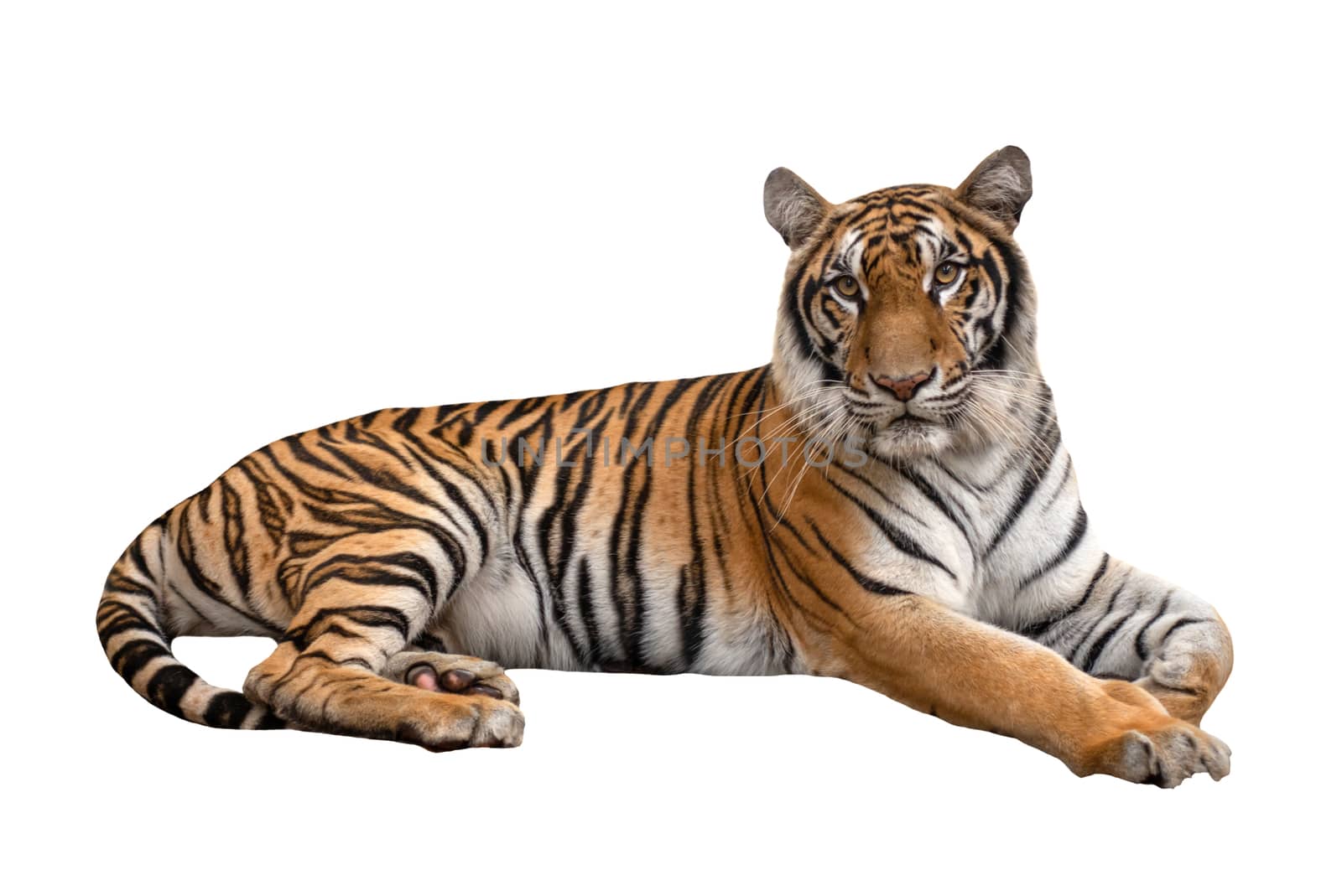 female bengal tiger lying isolated  by anankkml