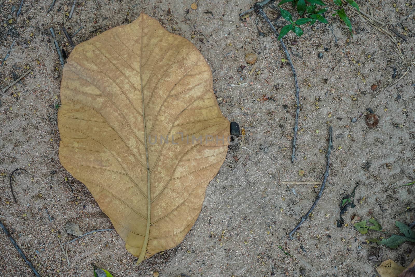 A brown leaf on dead leaves covered forest ground in autum by peerapixs