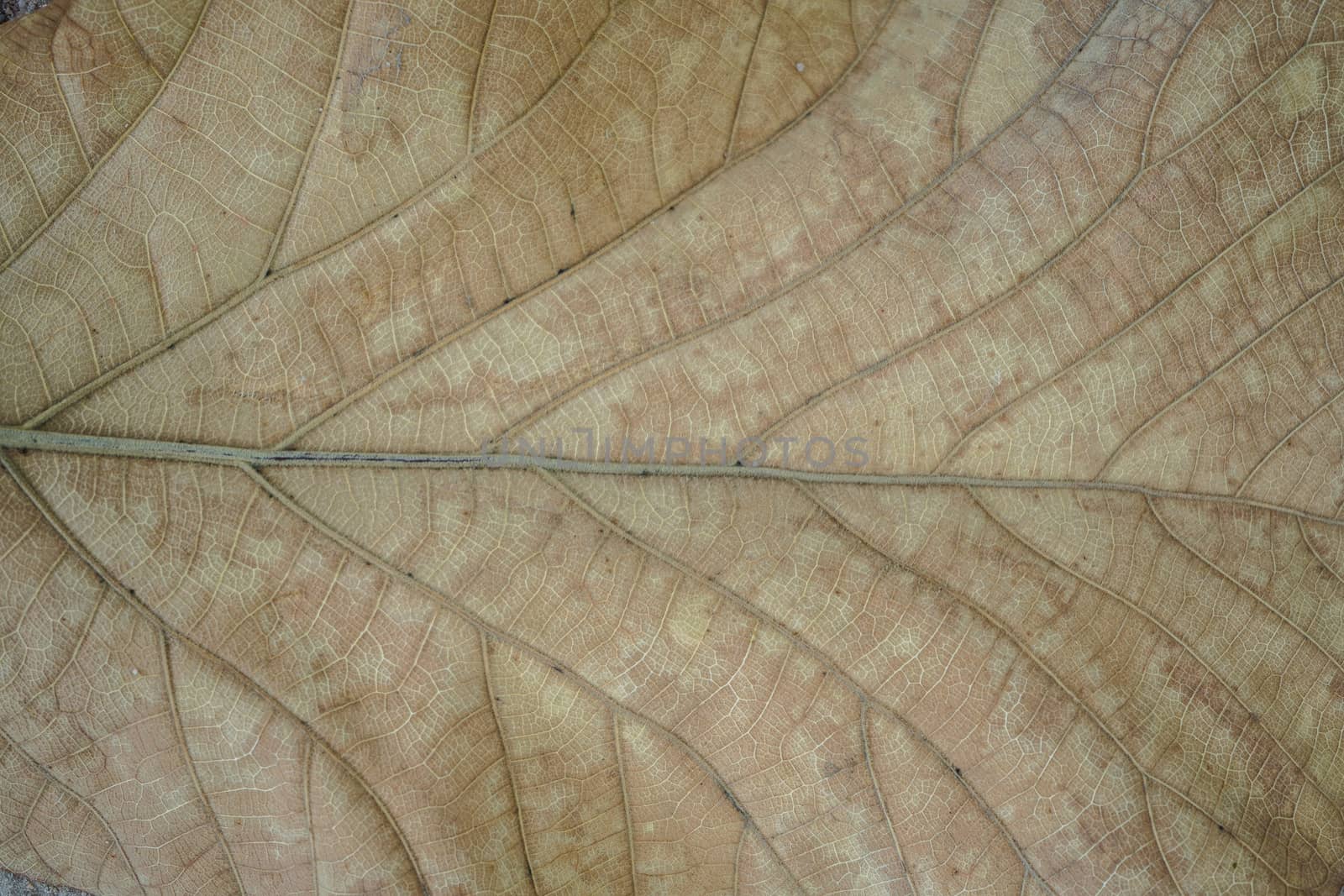 Close up of a dead leaf. Close up of a yellow dead leaf with many veins. It can be used as a background image