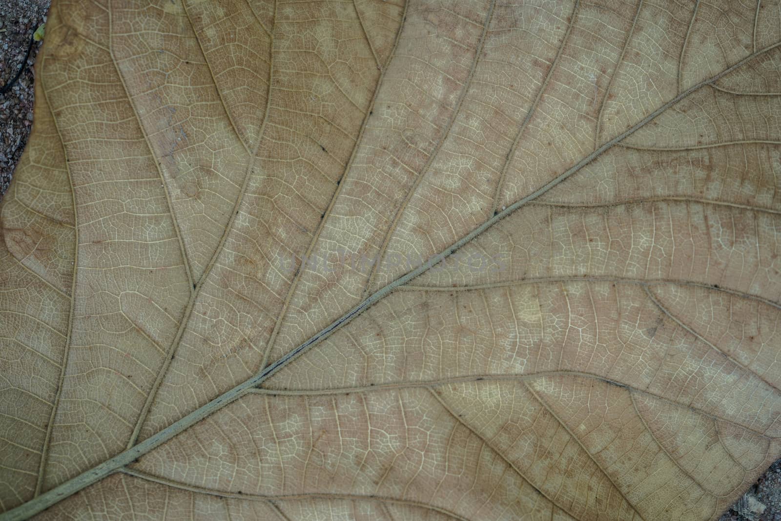 Close up of a dead leaf. Close up of a yellow dead leaf with many veins. It can be used as a background image by peerapixs