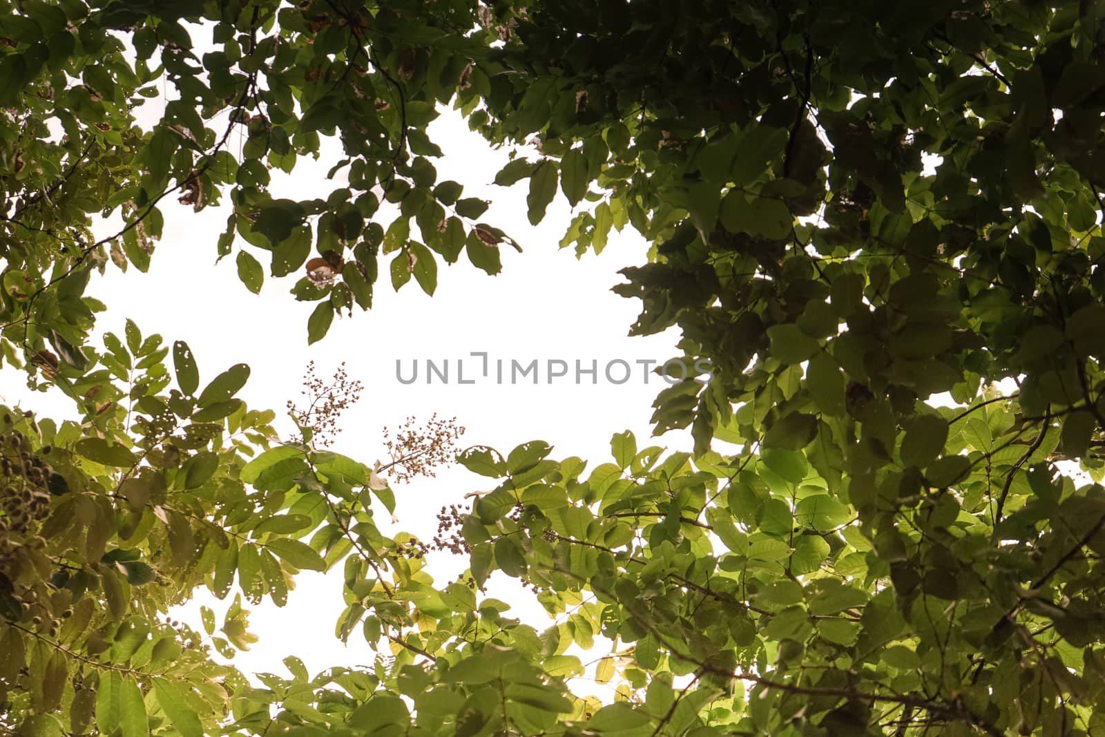 Sunlight shinning through tree covered sky.