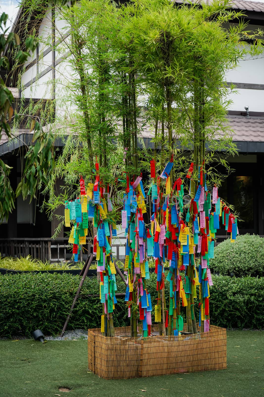 hangs coloured paper strips (Tanzaku) on bamboo branches, for good auspicious, during traditional Tanabata Japanese Festival. by peerapixs