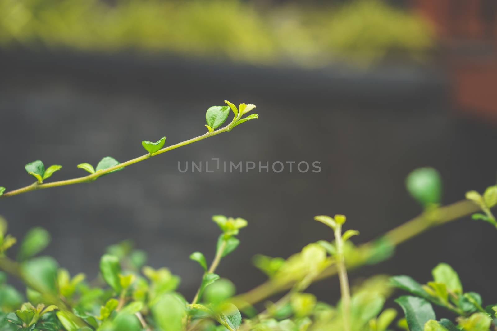 young green spring grapevine branch with leaves, wine production culture, unripe grapes, spring vineyard