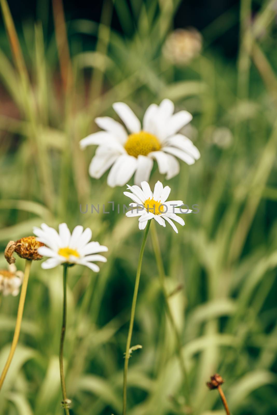 Meadow Daisy Flower at Sunny Day. by Seva_blsv