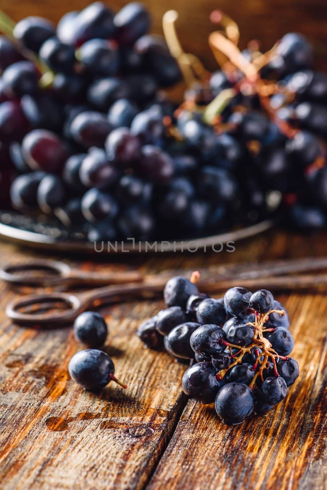 Blue Vine Grapes and Rusty Scissors. Vertical Orientation.