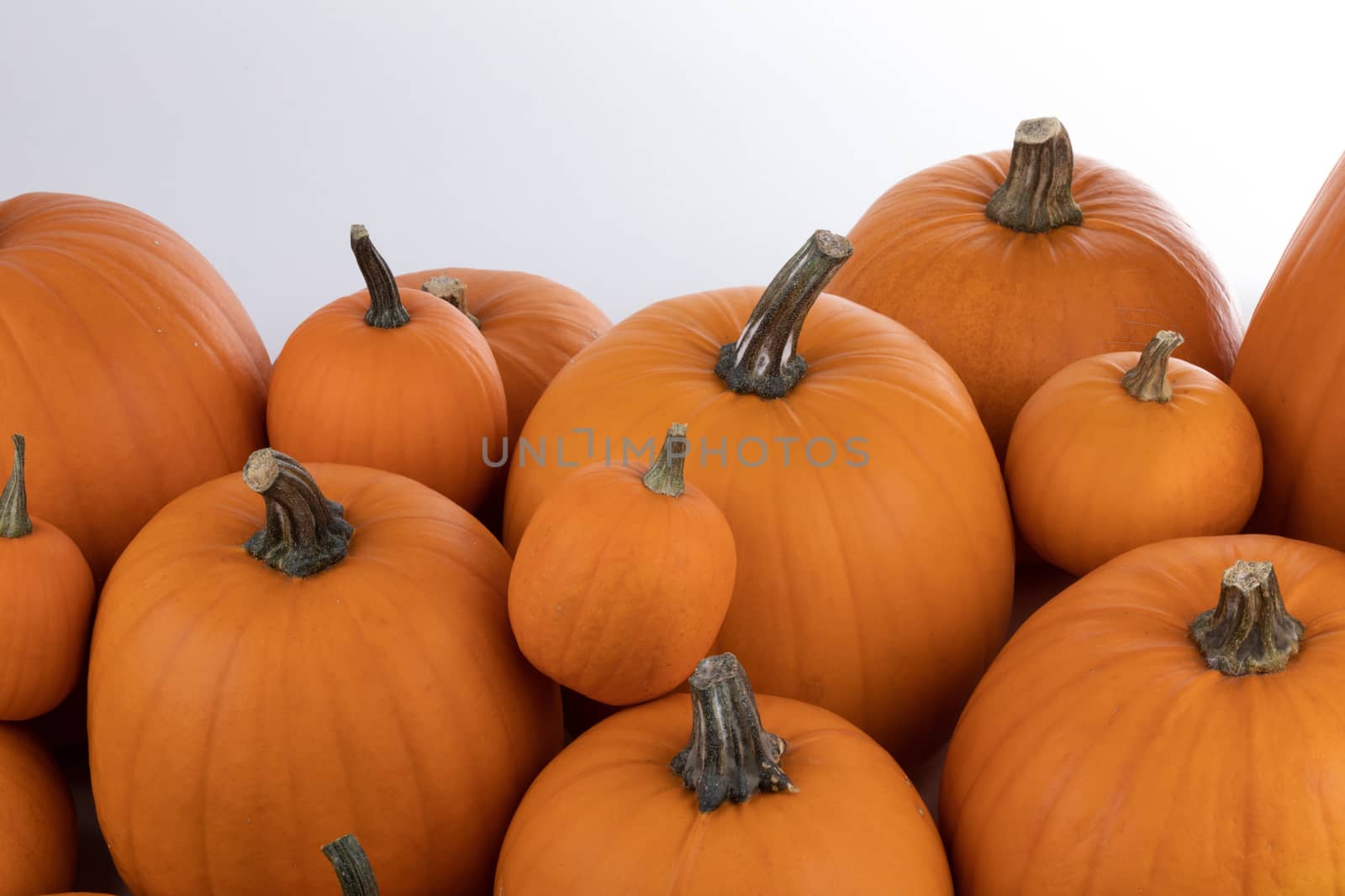Heap of many orange pumpkins on white background , Halloween concept , copy space for text