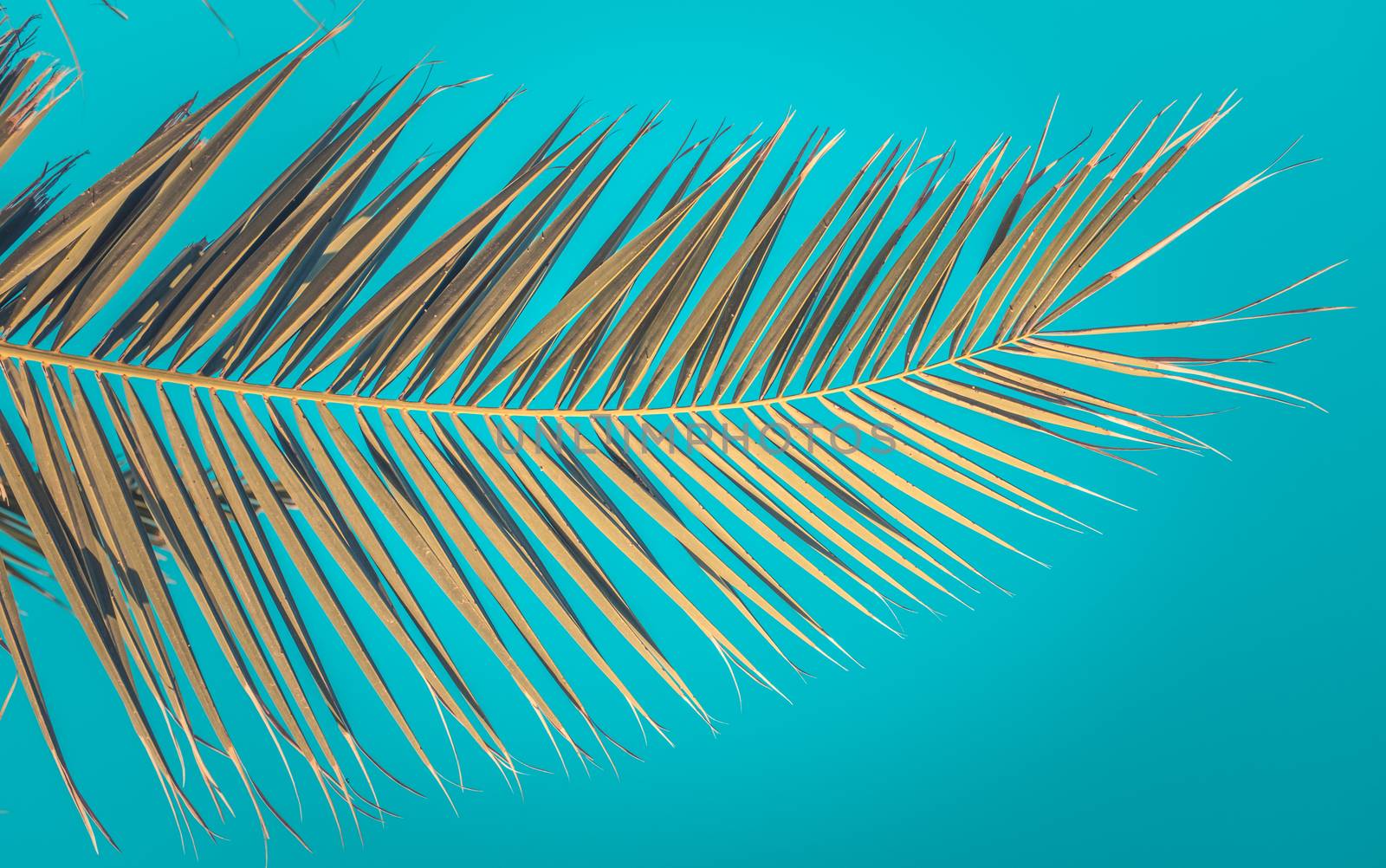 Retro Vintage Style Image Of An Old Palm Tree Branch Against An Azure Summer Sky