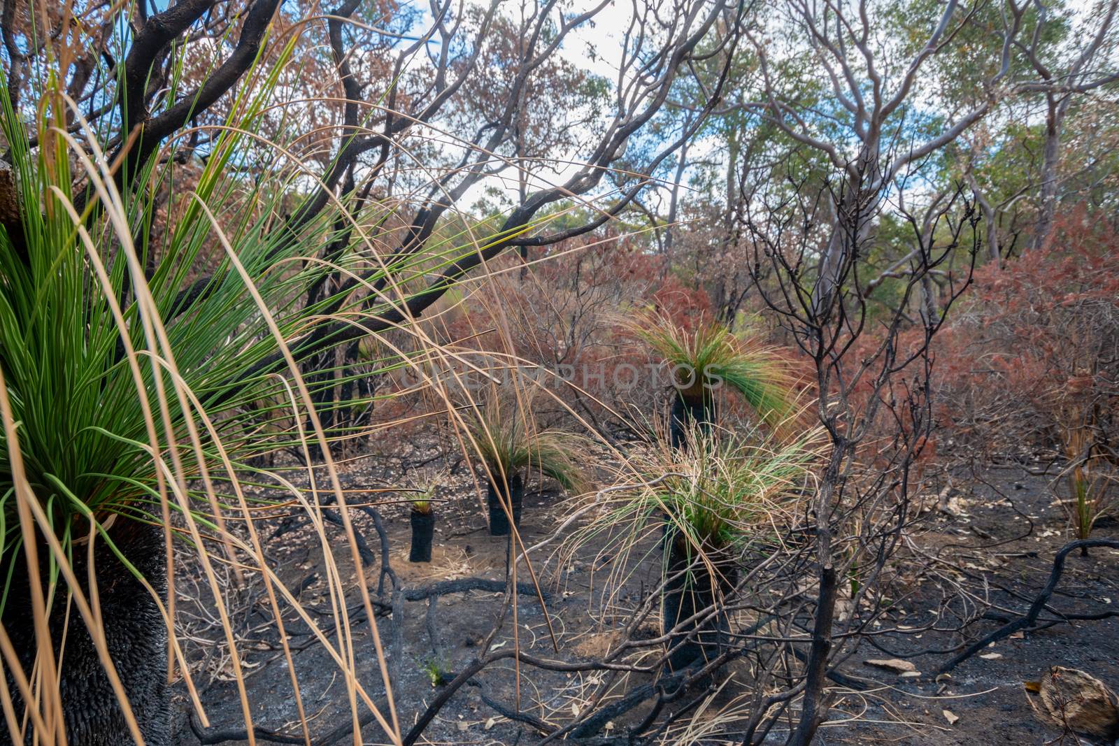 Avon Valley National Park burned landscape after wild fire in West Australia