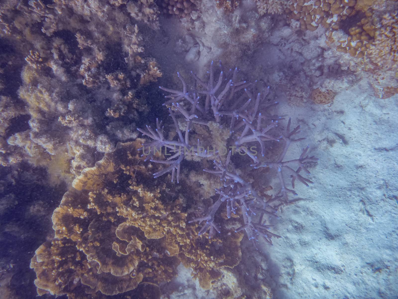 Blue spiky coral at Ningaloo Reef Coral Bay Australia