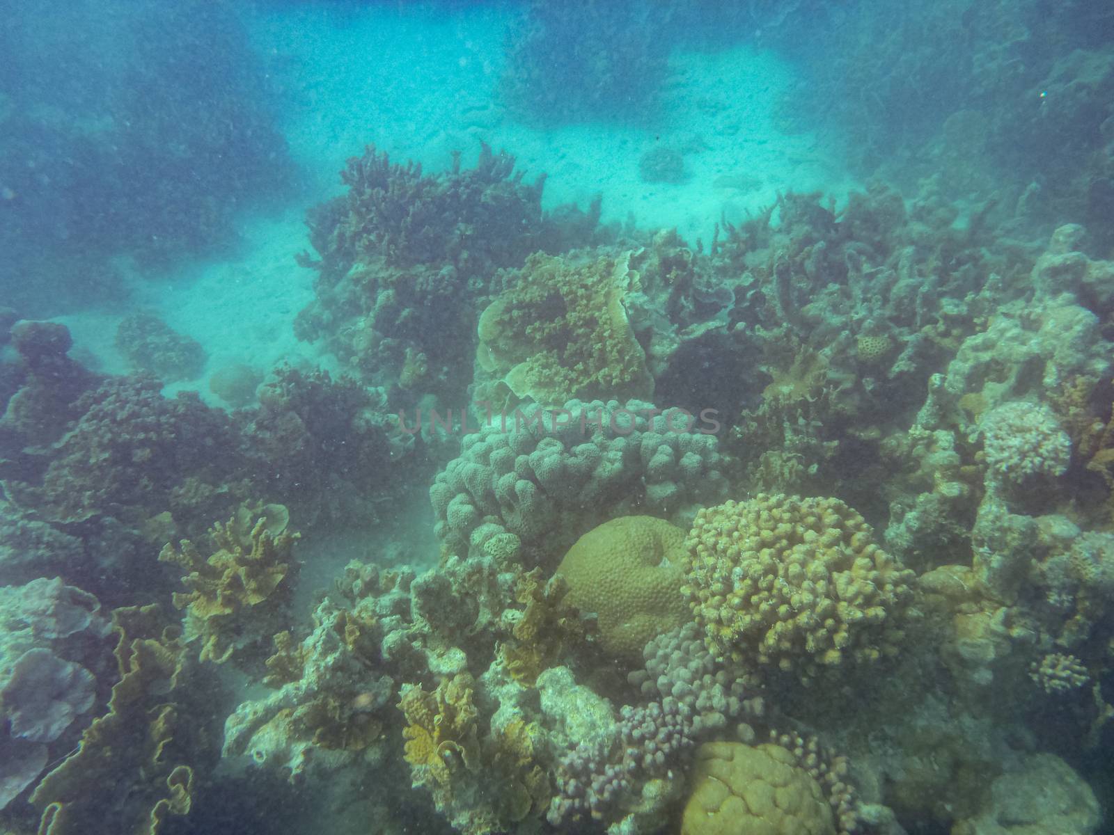 Corals at Ningaloo Reef Coral Bay West