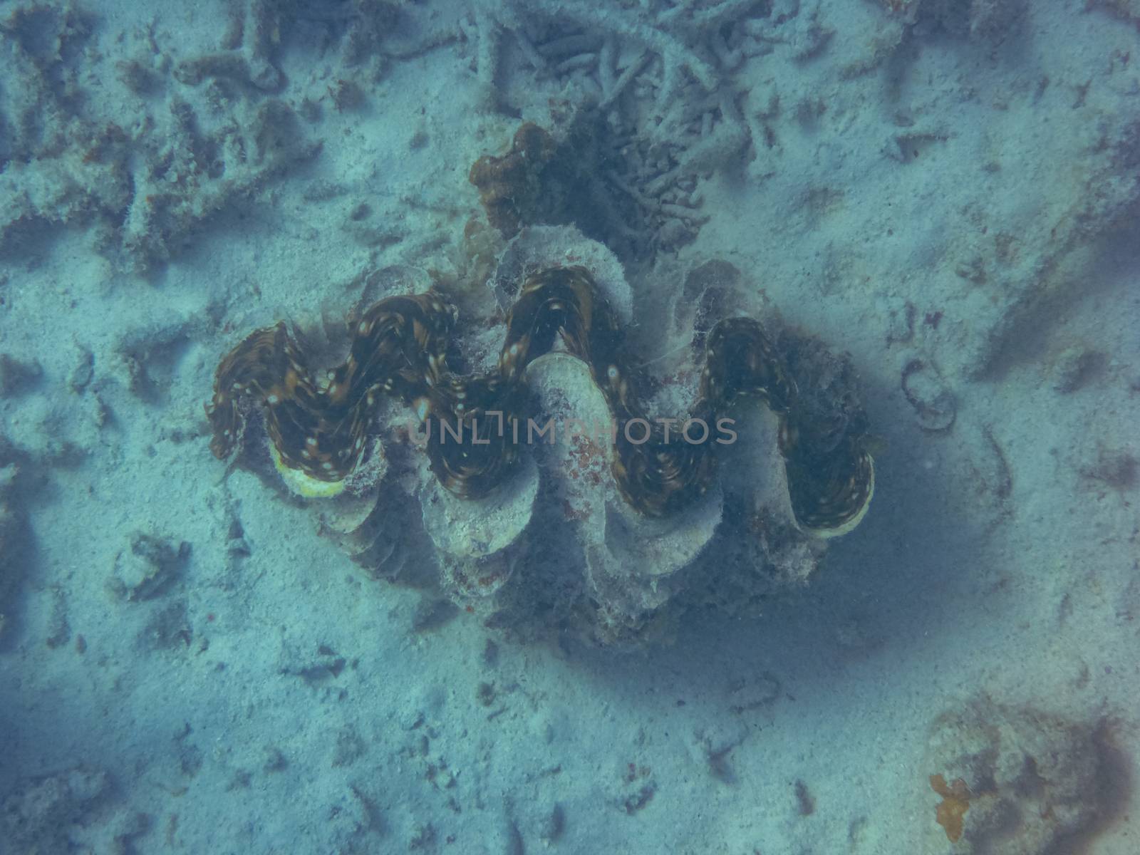 Giant clam big sea shell at Ningaloo Reef Coral Bay Australia