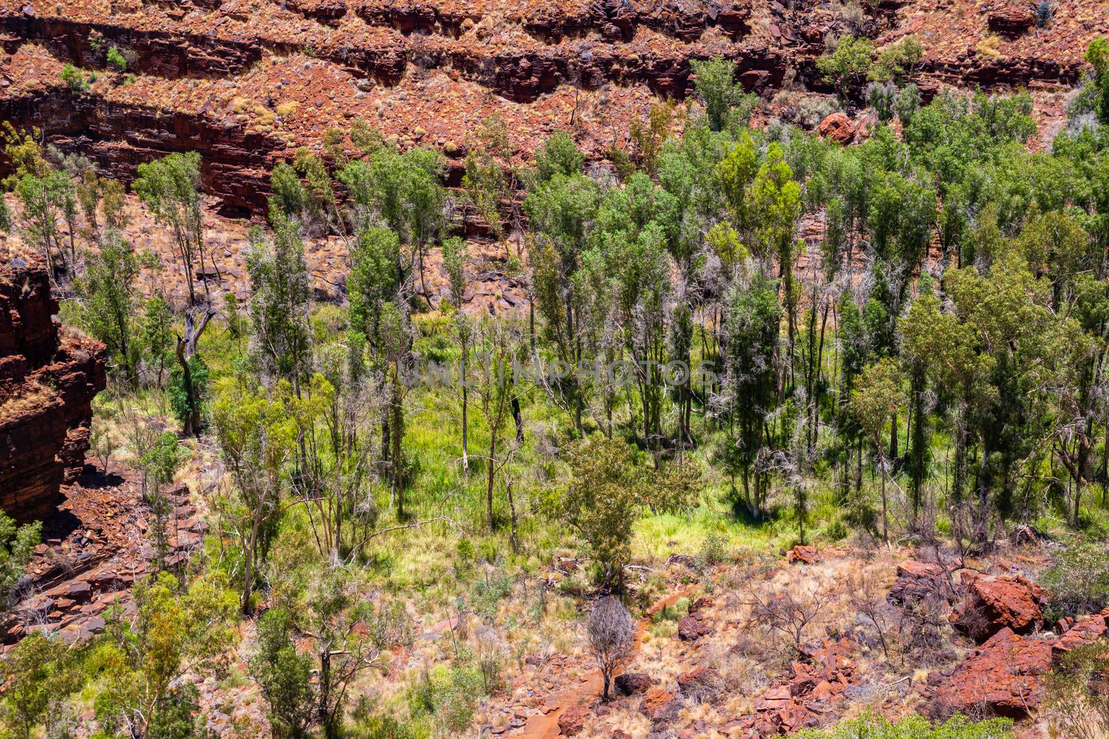 Green eucalyptus trees down in Dales Gorge at Karijini National Park by MXW_Stock