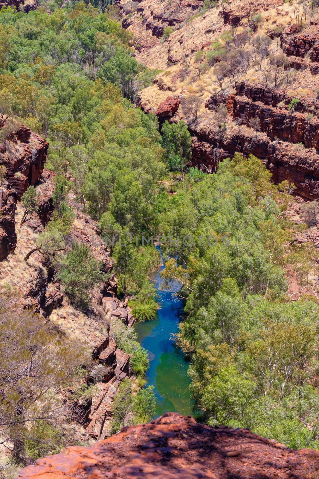 Green oasis eucalyptus trees and running water at the bottom of Dales Gorge Karijini National Park Australia