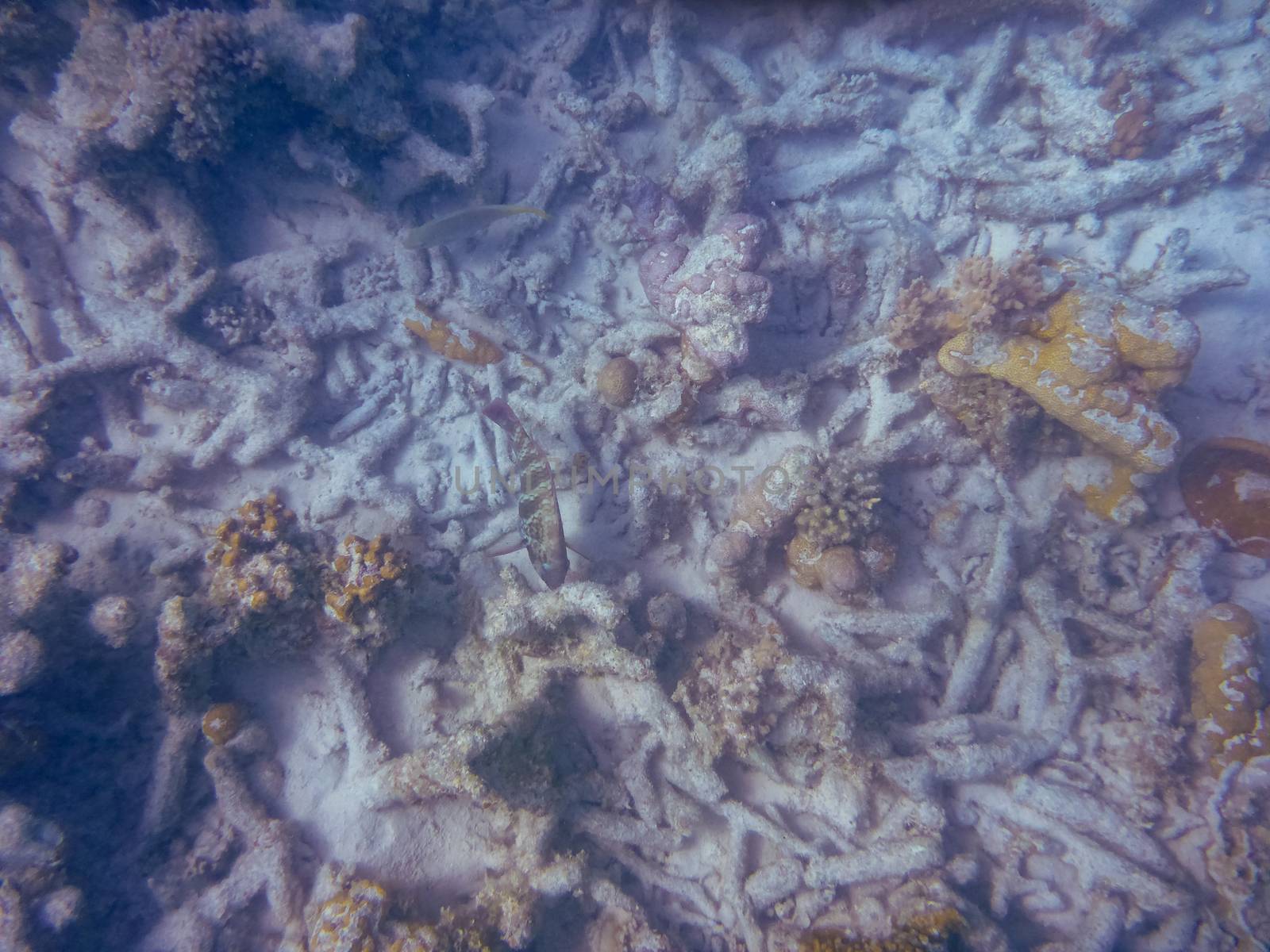 Marine life at Ningaloo Reef Coral Bay Australia