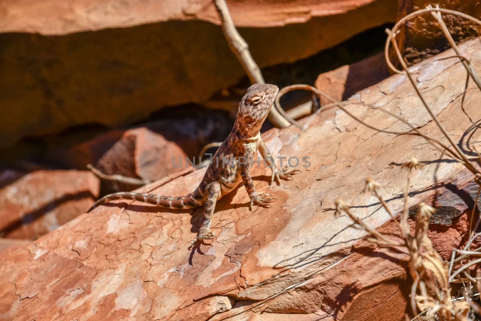 Lizard sitting on hot stone at Karijini National Park by MXW_Stock