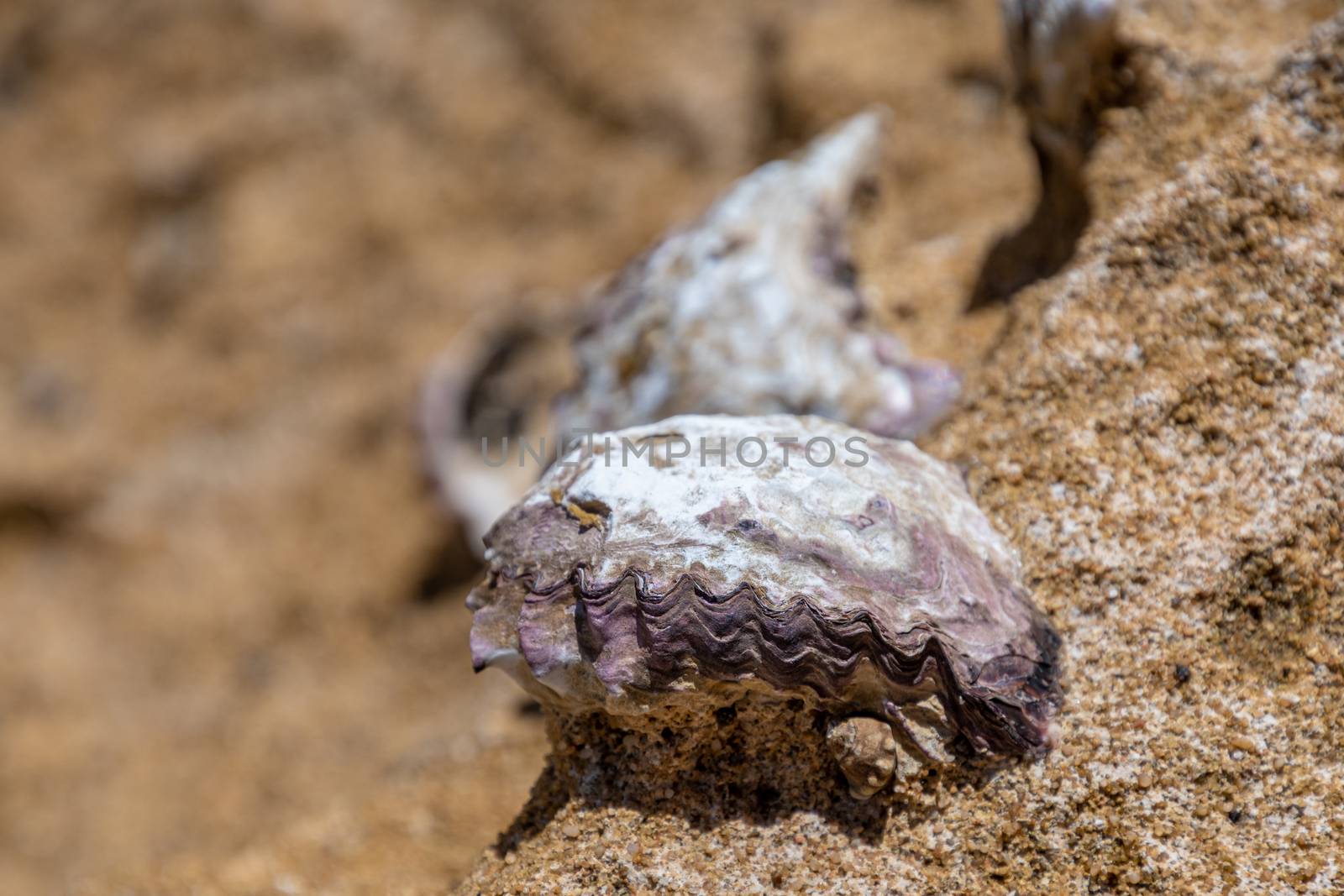 Mussel anchored to rock in intertidal zone on Australian coast by MXW_Stock